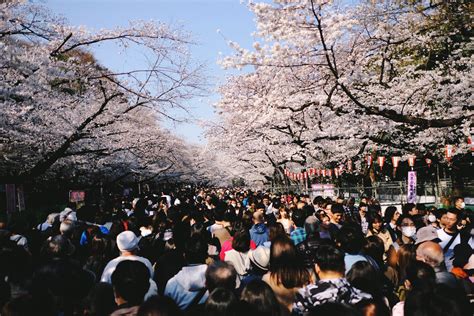 句容哪個公園好玩且能賞櫻花呢